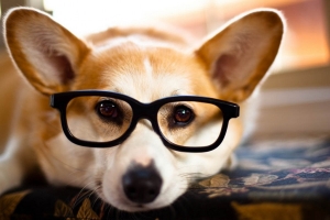Dog with Glasses: the Corgeek