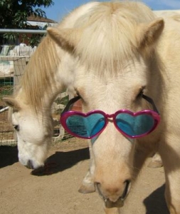 Horse with glasses
